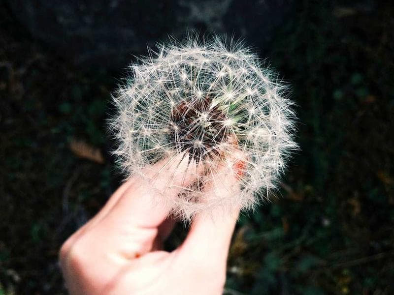 استراتژی‌های نوسان‌گیری